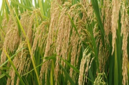 湘优616水稻栽培技术要点，全生育期113.1天