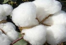 冈棉9号棉花栽培技术要点，4月上中旬播种