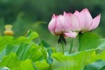 名贵荷花品种介绍，这十种一定要了解