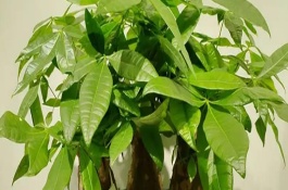 发财树叶子发黄怎么办，可采取减少施肥、暂停浇水、遮阴防晒等措施