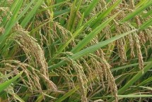 北稻17水稻栽培技术要点，该品种主茎12片叶