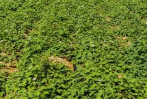 红薯施肥误区以及如何应对，肥料类型取决于生长时期