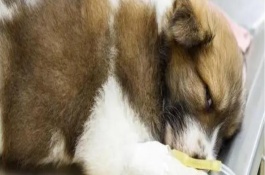 犬猫自身免疫性溶血性贫血治疗方案，常表现为精神沉郁且不愿活动