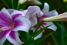 百合球茎溃疡病的的发病规律，会影响植株的生长发育