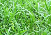 矮象草多少温度才能安全越冬，冬季气温需在5℃以上