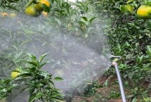 果树如何补钙，可根部补钙、叶果补钙、树体补钙等