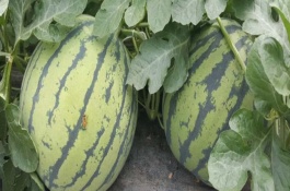 8424西瓜授粉后几天成熟，育苗的温度为20-25℃