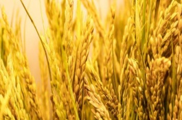 晶两优金九占水稻栽培技术要点，秧田亩播种量8~10千克