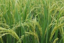 赞两优570水稻栽培技术要点，秧田亩播种量8-10千克