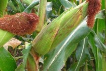 宝景186玉米栽培技术要点，注意防治蚜虫