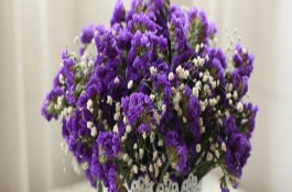 勿忘我怎么插花水培，开花前追施磷钾肥可促进花朵开放