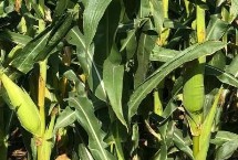 恒玉1号玉米栽培技术要点，适宜播期6月上中旬