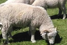 绵羊的品种，常见的有细毛羊、半细毛羊和粗毛羊