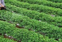 花生可以重茬几年，播种时可用药剂拌种