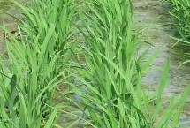 隆锋优3228水稻栽培技术要点，湘北6月13-15日播种