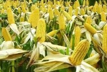 高锐思628玉米栽培技术要点，中等肥力以上地块种植