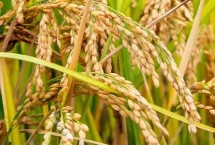 川康优粤农丝苗水稻栽培技术要点，尤其注意防治稻瘟病