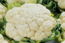 菜花烂根如何防治，收获主球前要打去侧枝