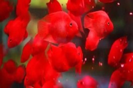 鹦鹉鱼在冬季需要注意些什么，最好是一天喂1-2次食物