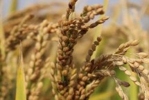 臻两优泰丝水稻栽培技术要点，秧田亩播种量10.0千克