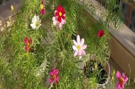 格桑花凋谢后什么时候采种，有十片左右叶子的时候进行