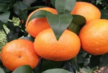 橘子的挑选技巧，常见的有沃柑、夏橙、砂糖橘等