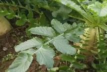 粮食农作物可以分为哪三类，包括萝卜、白菜、芥菜等品种