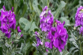 紫罗兰能用叶片繁殖吗，可以叶插