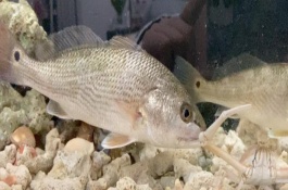 美国红鱼的生活习性，一般是指眼斑拟石首鱼