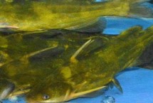 常见种类，是底栖性鱼类