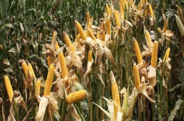 厚德198玉米栽培技术要点，厚德198玉米种子特点