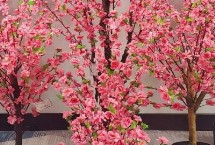 桃树是否喜光，可观赏桃花还可观赏果实