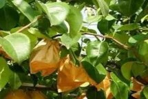 梨适合套什么袋子，对于果色深的品种用双层纸袋