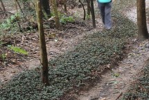 农村种植项目适合选什么，金线莲、灵芝、鸡血藤均可考虑种植