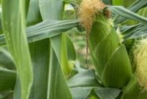 荣玉糯6号玉米栽培技术要点，中抗大斑病