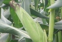 龙美1号玉米栽培技术要点，中抗大斑病