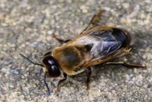 雄蜂介绍，雄蜂出来后5-7天蜂群才开始修筑王台