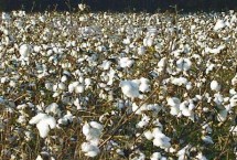 皖杂棉12号棉花栽培技术要点，高抗枯萎病