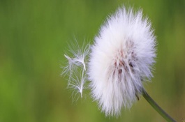 蒲公英养护要点，它的叶片细长呈倒卵披针状