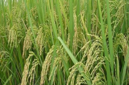 泰两优华占水稻栽培技术要点，该品种长势繁茂