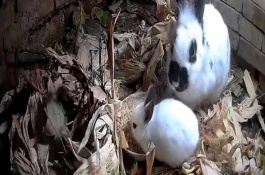 治疗兔子感冒的方法，在兔舍中放置毛毯可供兔子御寒