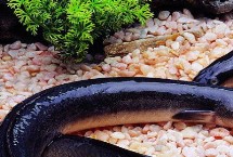 黑鳗鱼和黄鳗鱼的区别，颜色存在明显差异