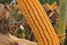 士惠628玉米种特征产量，每亩种植密度为3500-3800株