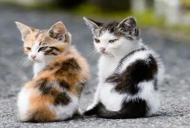 母猫什么时候会最严重闹猫，在4岁以下绝育即可