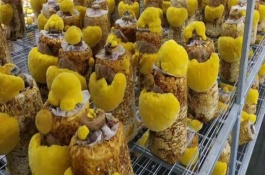 桑黄的种植方法，目前来看前景比较可观