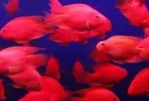 红鹦鹉鱼吃什么饲料，可以用动物性饲料搭配合成饲料