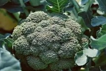 西兰花种植注意事项，秋季虫多需及时用药