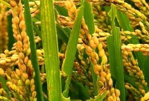 早香玉水稻栽培技术要点，播种宜在5月10前后