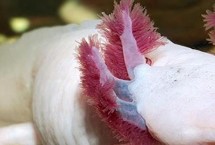 蝾螈是娃娃鱼吗，二者的科属和外形均不同