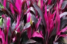 红运竹简介，可适当遮荫或增加浇水等